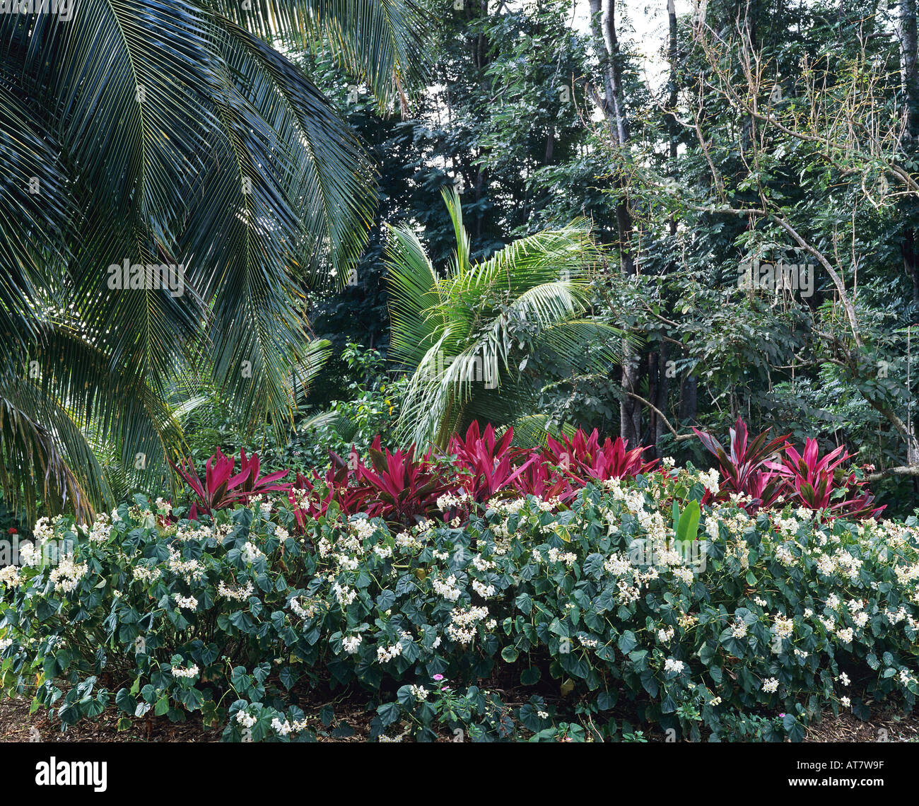 Red Cordyline plants and white begonia flowers in tropical garden, Guadeloupe, French West Indies Stock Photo