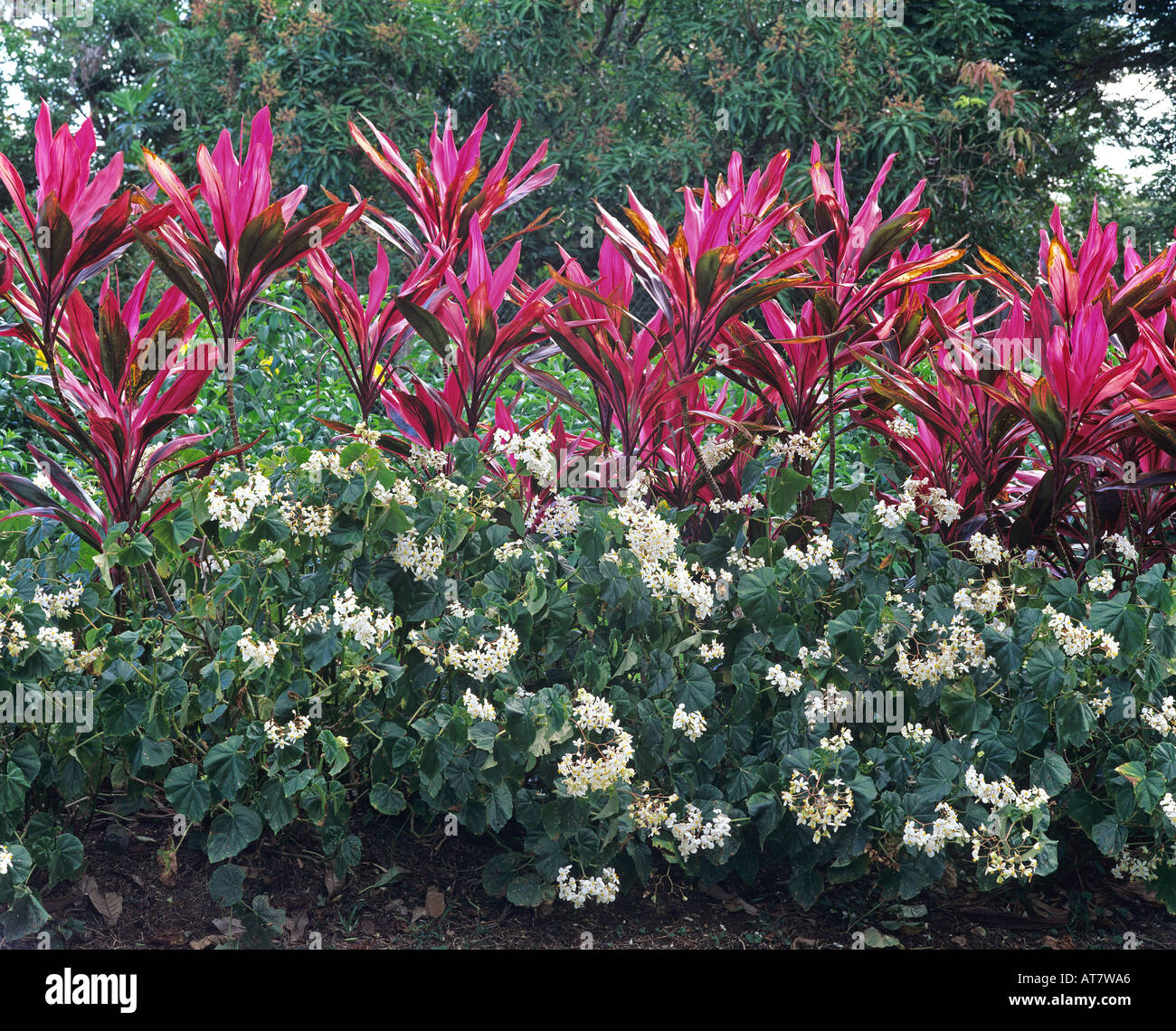 Red Cordyline plants and white begonia flowers in tropical garden, Guadeloupe, French West Indies Stock Photo