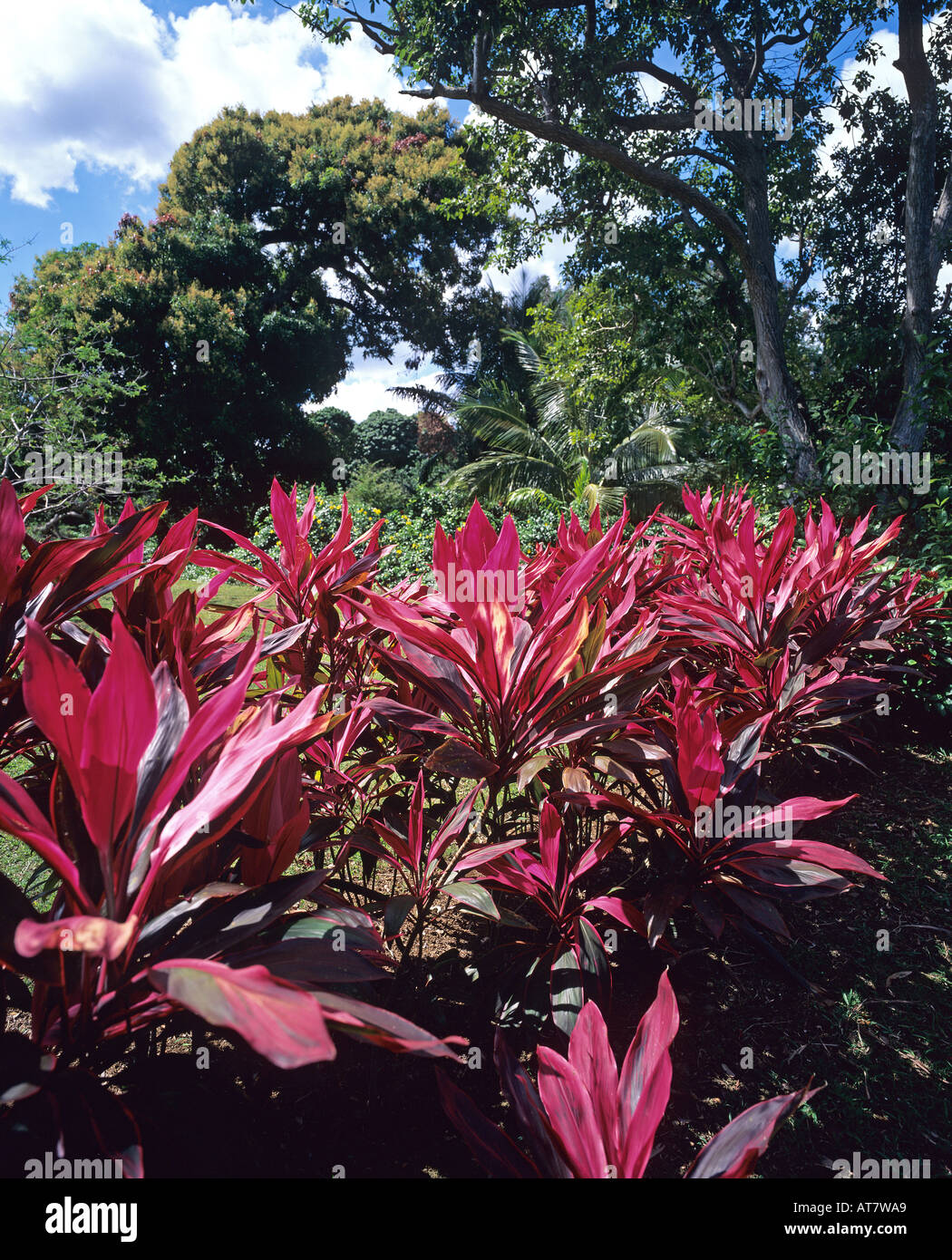 Cordyline plants in tropical garden, Guadeloupe, French West Indies Stock Photo
