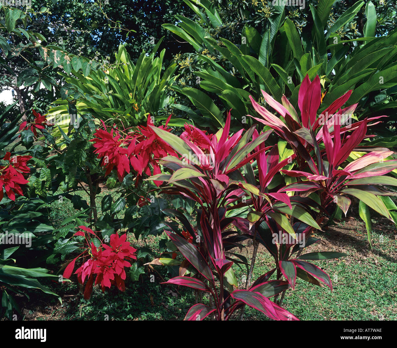 Cordyline plants and red flowers in tropical garden, Guadeloupe, French West Indies Stock Photo