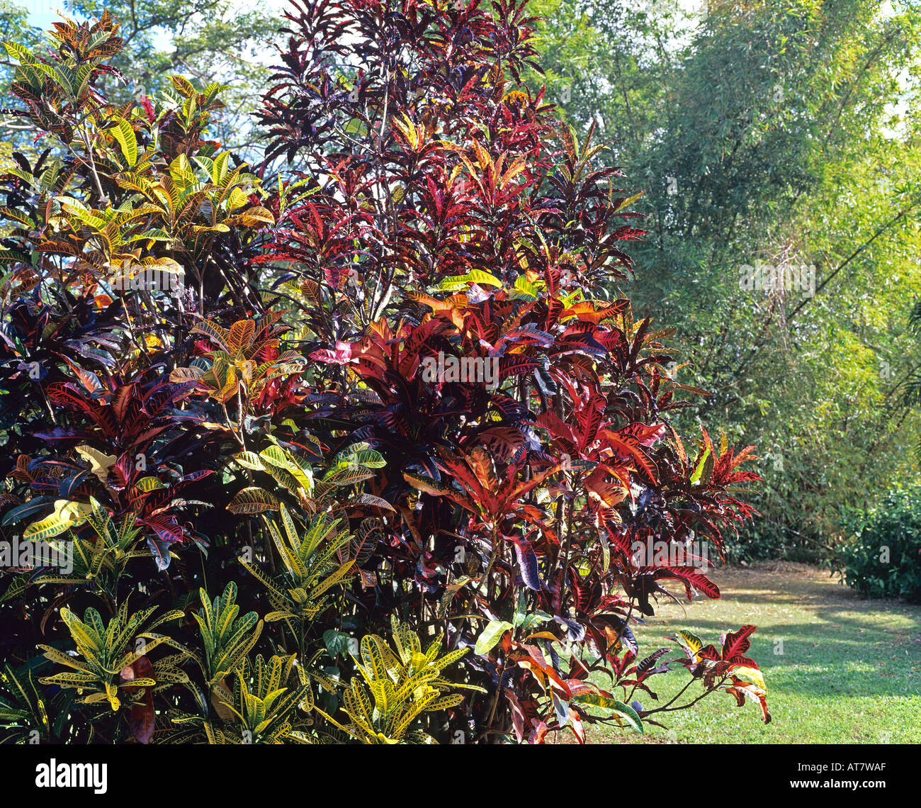 Garden Croton or Variegated Croton plants in tropical garden Stock