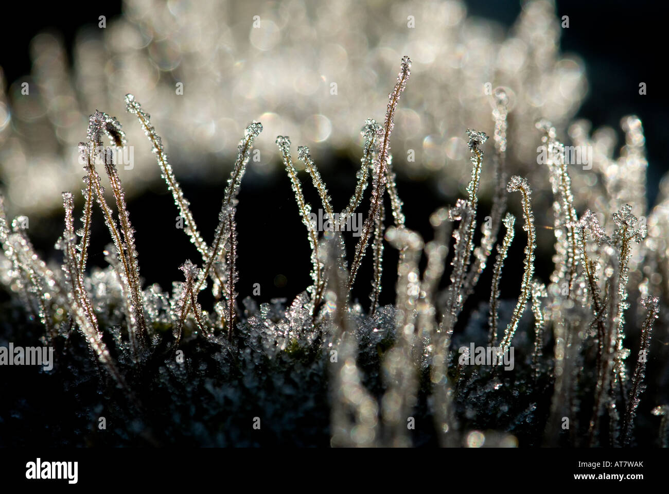Frozen moss in early morning light Stock Photo