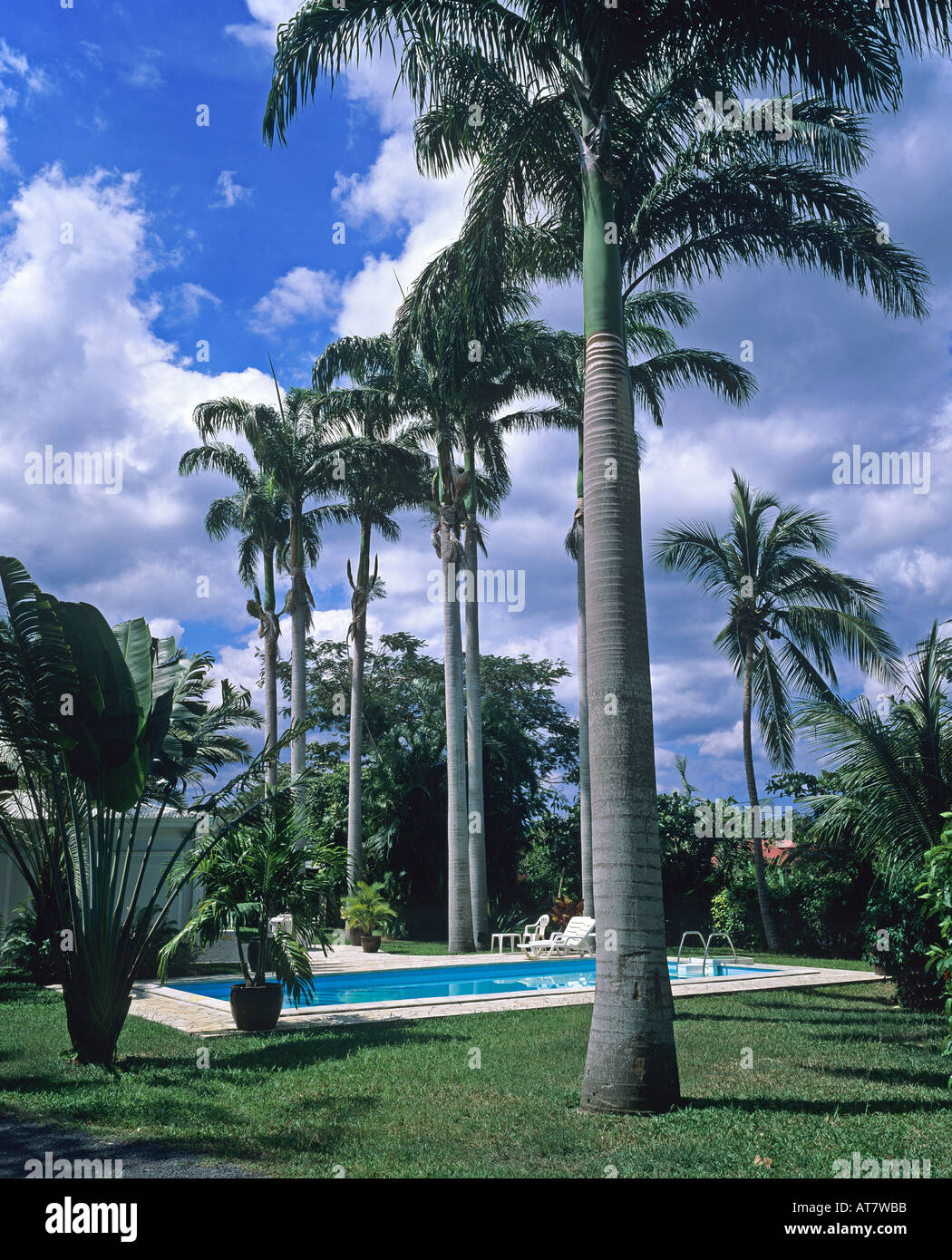 Swimming pool surrounded by Royal palm trees, Guadeloupe, French West