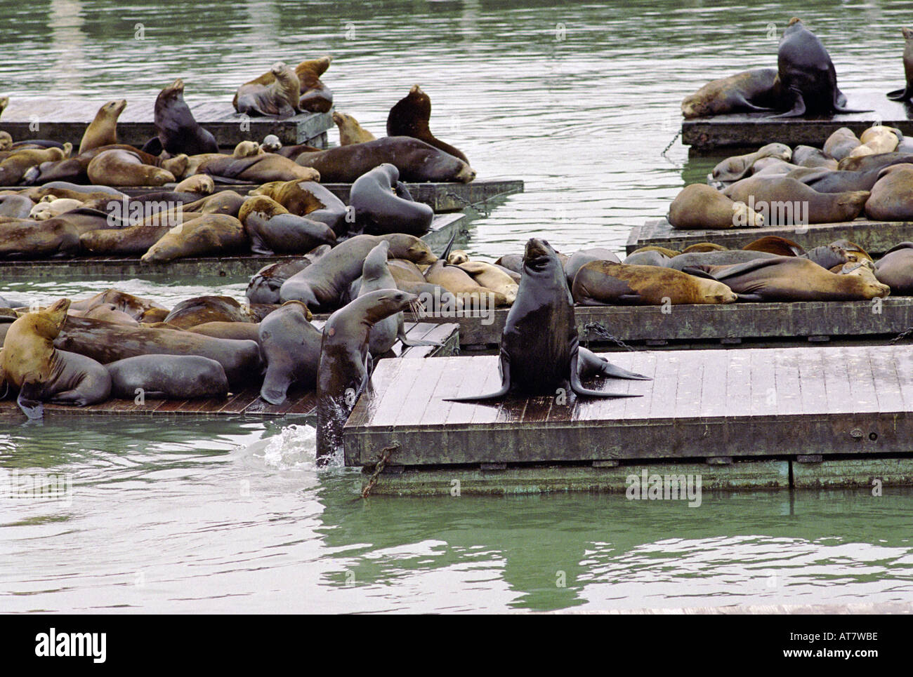 California sea lion Zalophus californianus basking on raft at Pier 39 near Fishermans Wharf San Francisco California US Stock Photo