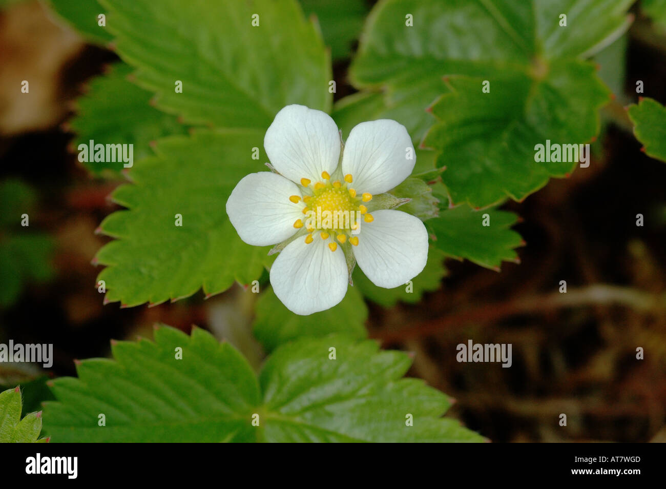 Wild Strawberry Flower on Greenham Common Stock Photo - Alamy
