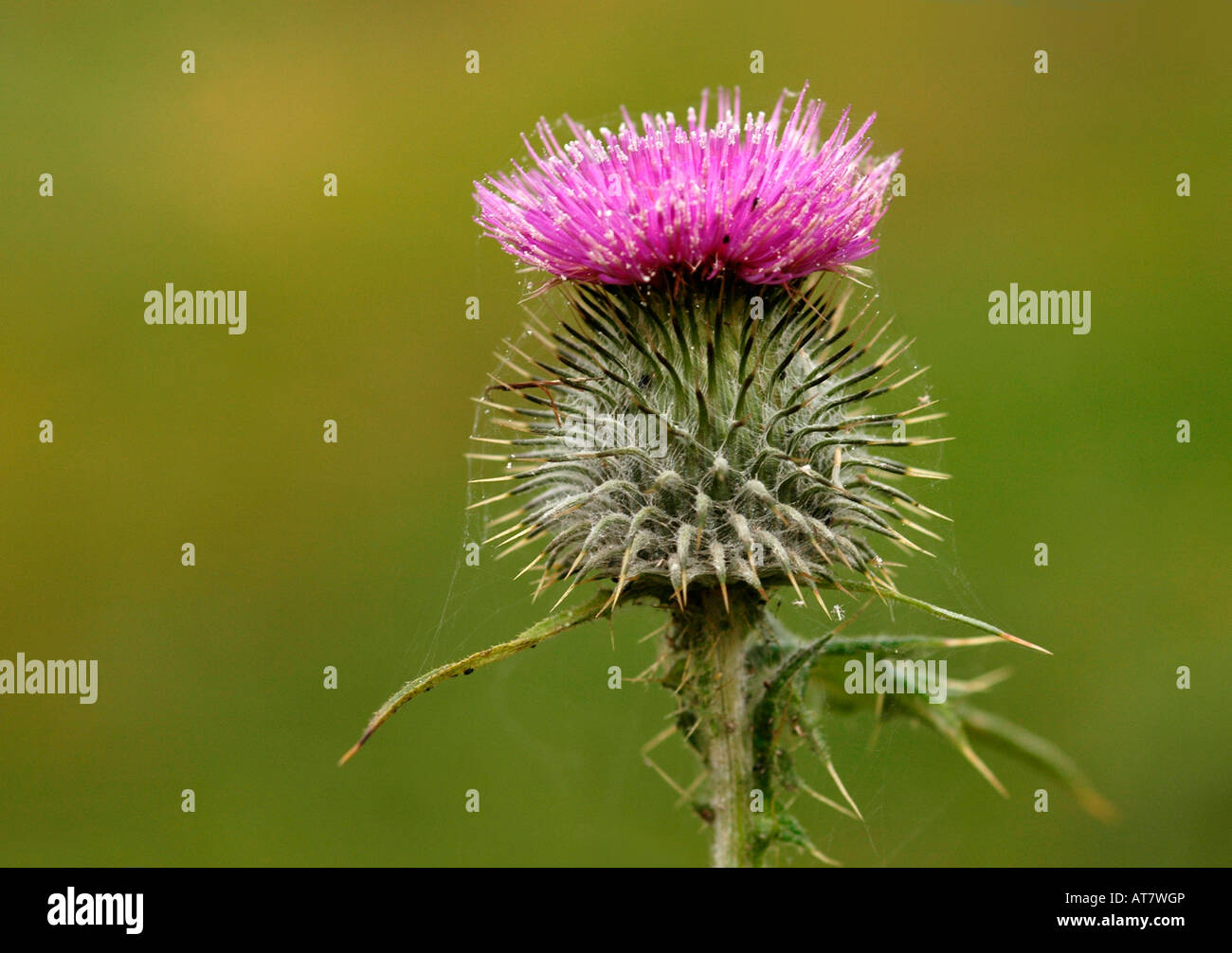 A close up of a flowering Scottish thistle. Stock Photo