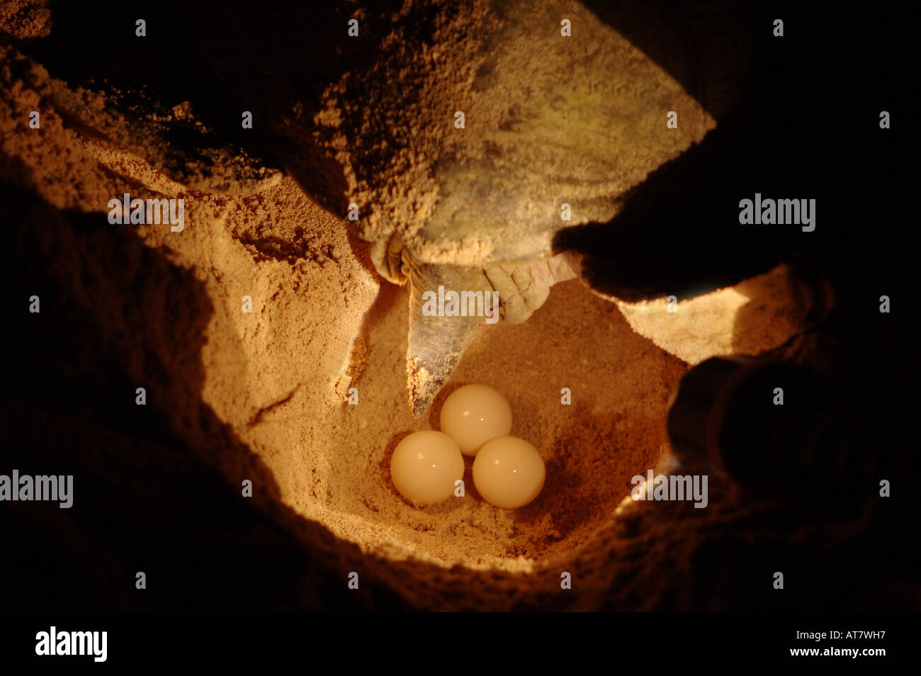 Female Green Turtle laying eggs on Pulau Selingan (Turtle Island) Sabah