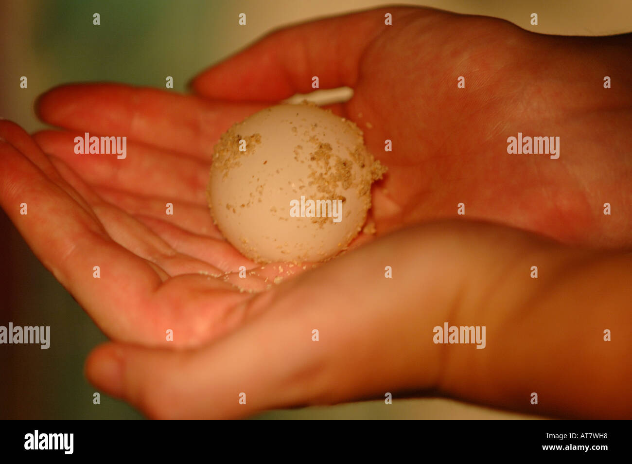 Green Turtle egg at the hatchery on Pulau Selingan (Turtle Island