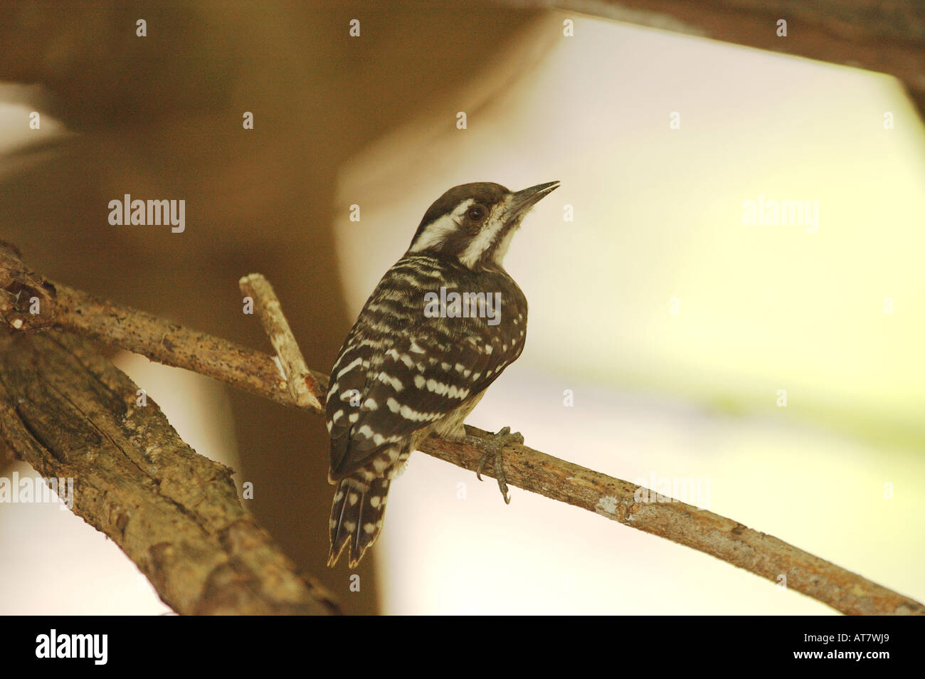 Sunda Pygmy Woodpecker on Pulau Selingan (Turtle Island) Sabah, Borneo Stock Photo