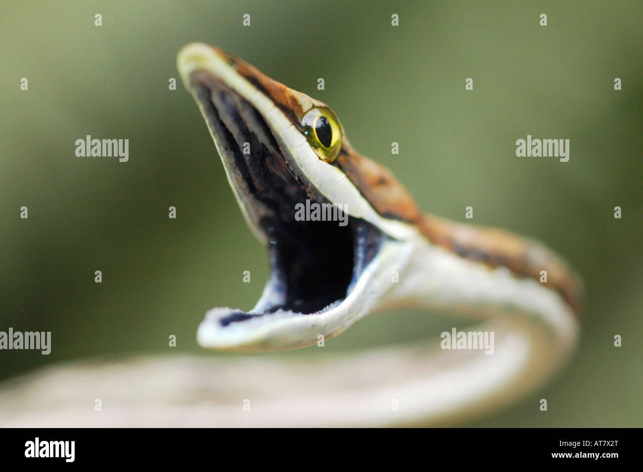 Brown Vine Snake ( Oxybelis aeneus ) Soberania National Park, Panama Stock  Photo - Alamy