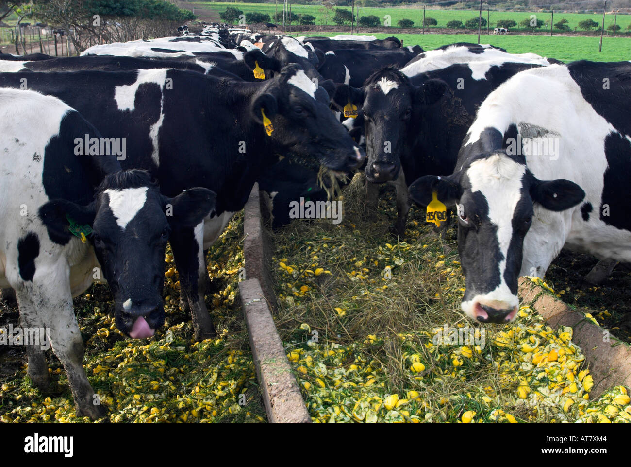 Farming agriculture dairy farming Eastern Cape South Africa Stock Photo