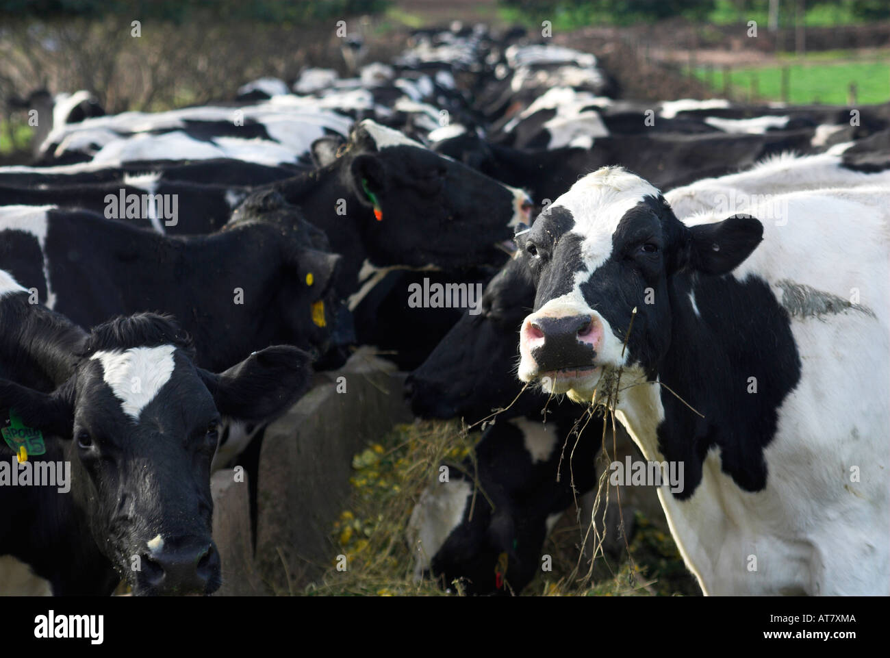 Farming agriculture dairy farming Eastern Cape South Africa Stock Photo