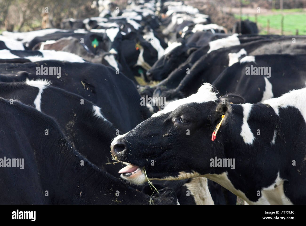 Farming agriculture dairy farming Eastern Cape South Africa Stock Photo Alamy