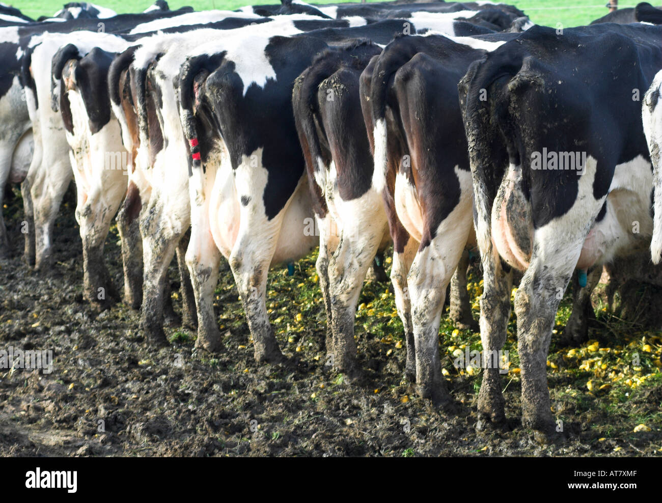 Farming agriculture dairy farming Eastern Cape South Africa Stock Photo Alamy