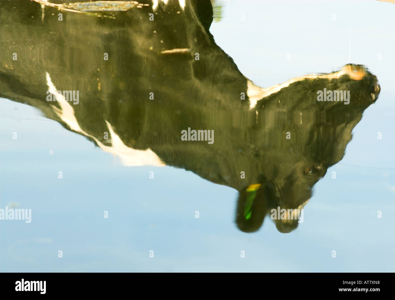 Farming agriculture dairy farming Eastern Cape South Africa Stock Photo