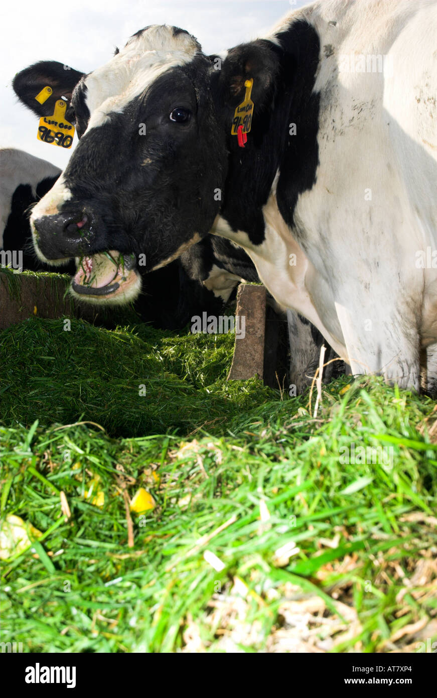 Farming agriculture dairy farming Eastern Cape South Africa Stock Photo Alamy
