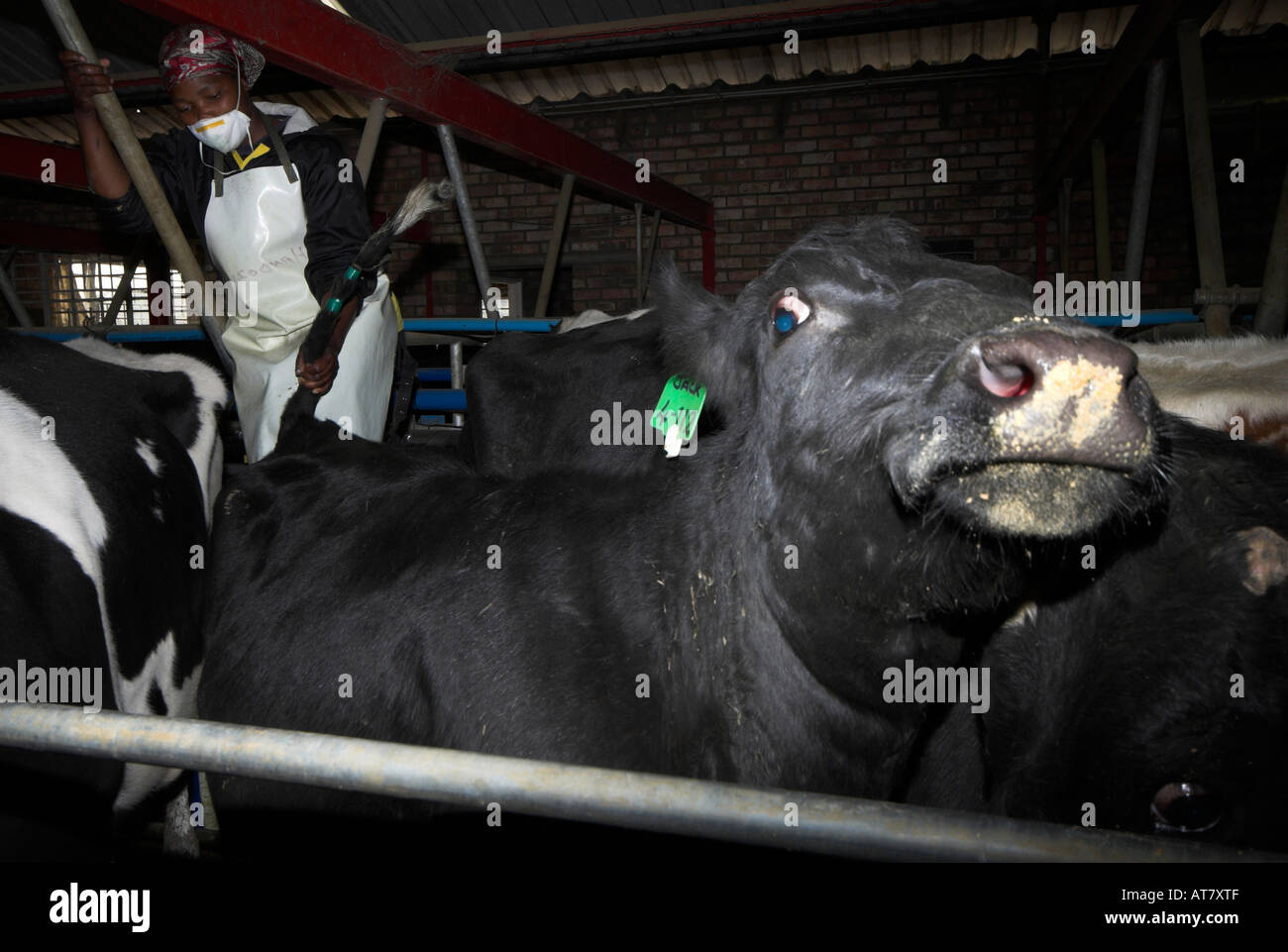 Farming agriculture dairy farming Eastern Cape South Africa Stock Photo Alamy