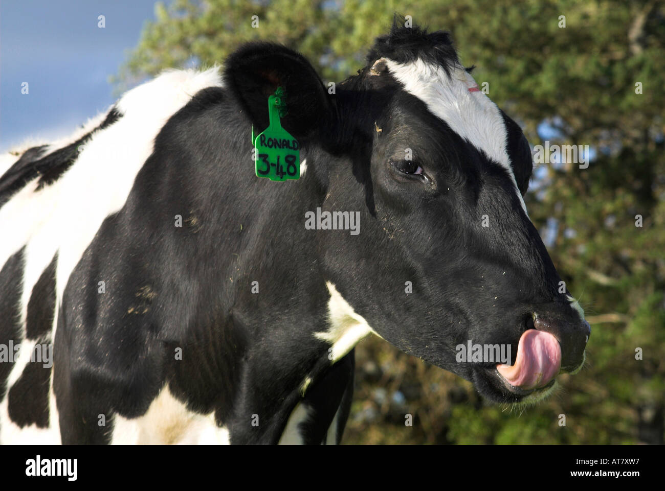 Farming agriculture dairy farming Eastern Cape South Africa Stock Photo