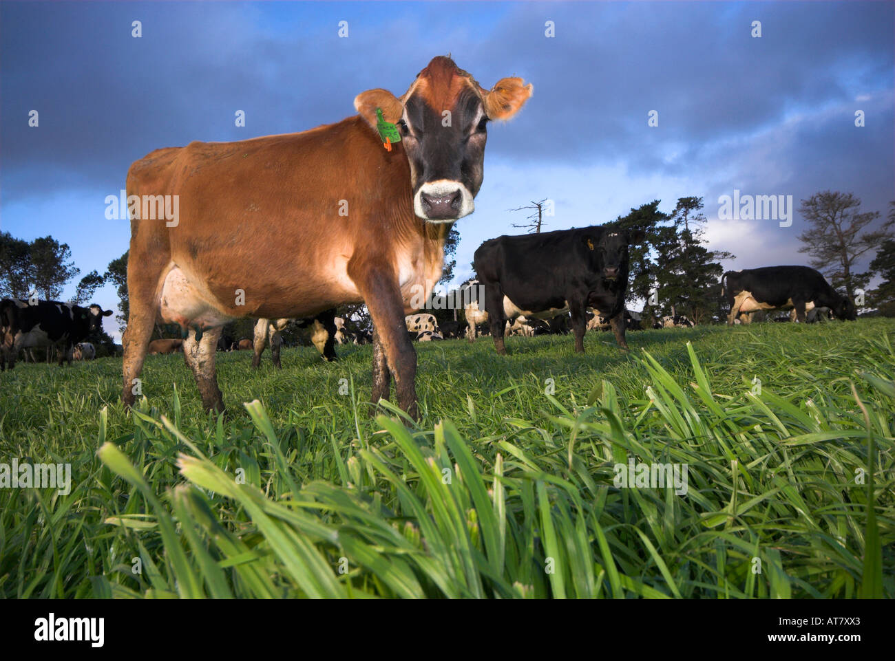 Farming agriculture dairy farming Eastern Cape South Africa Stock Photo