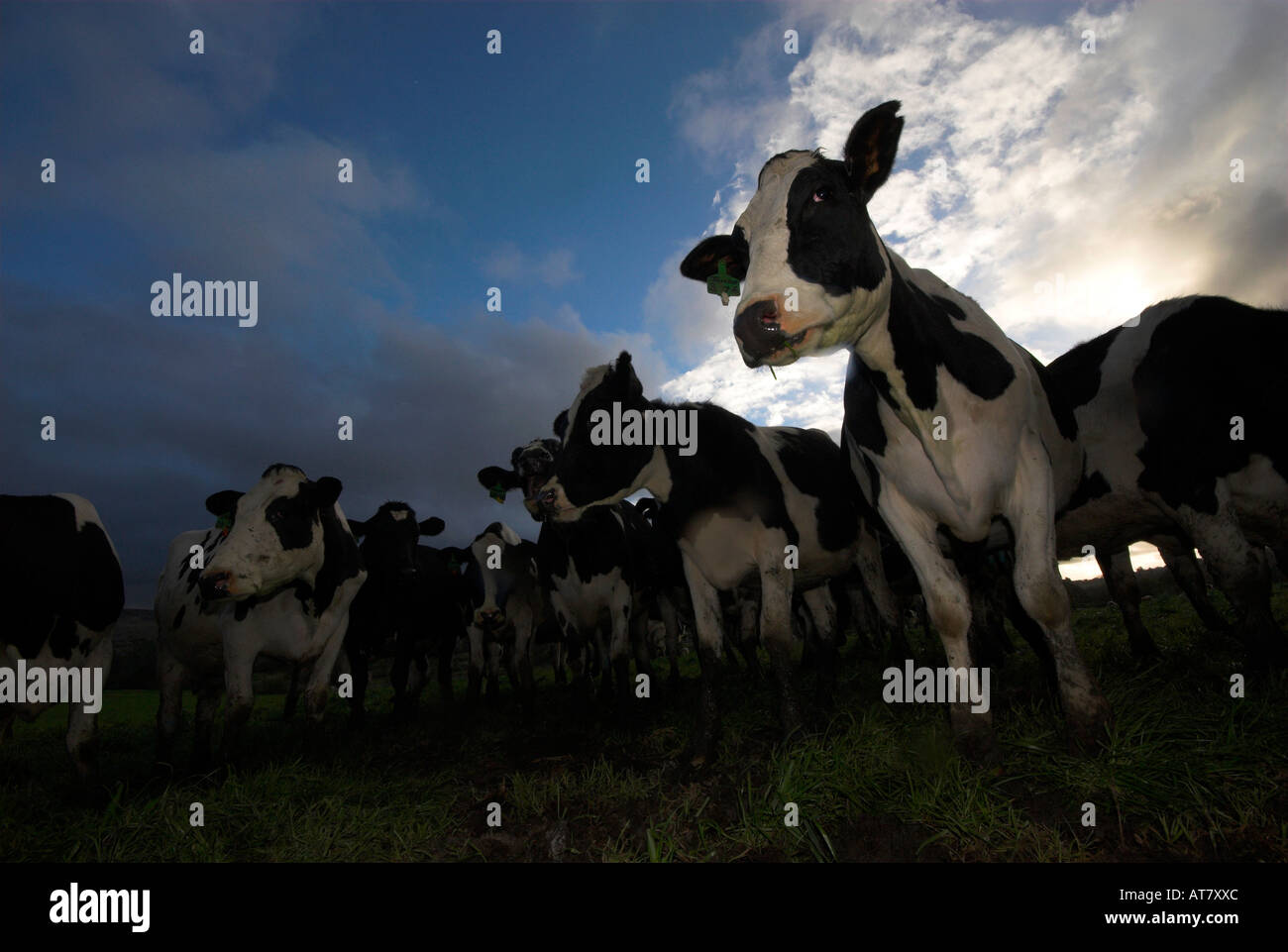 Farming agriculture dairy farming Eastern Cape South Africa Stock Photo Alamy