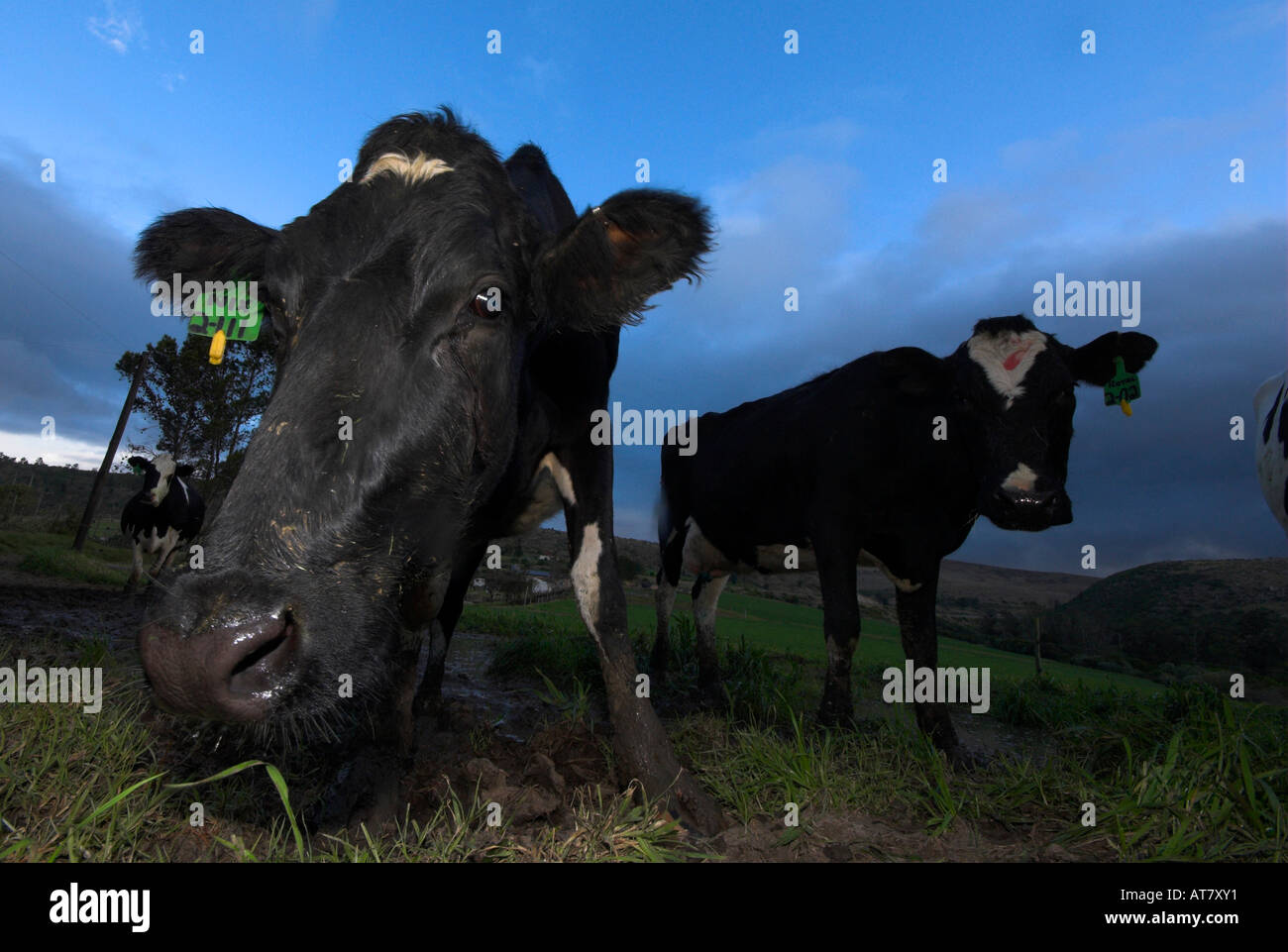 Farming agriculture dairy farming Eastern Cape South Africa Stock Photo Alamy
