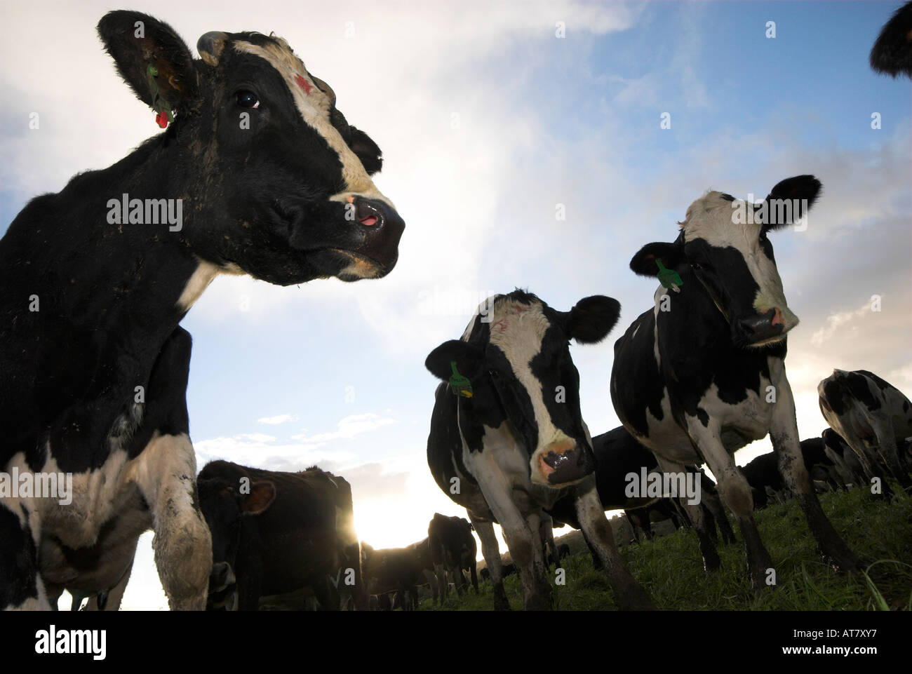Farming agriculture dairy farming Eastern Cape South Africa Stock Photo