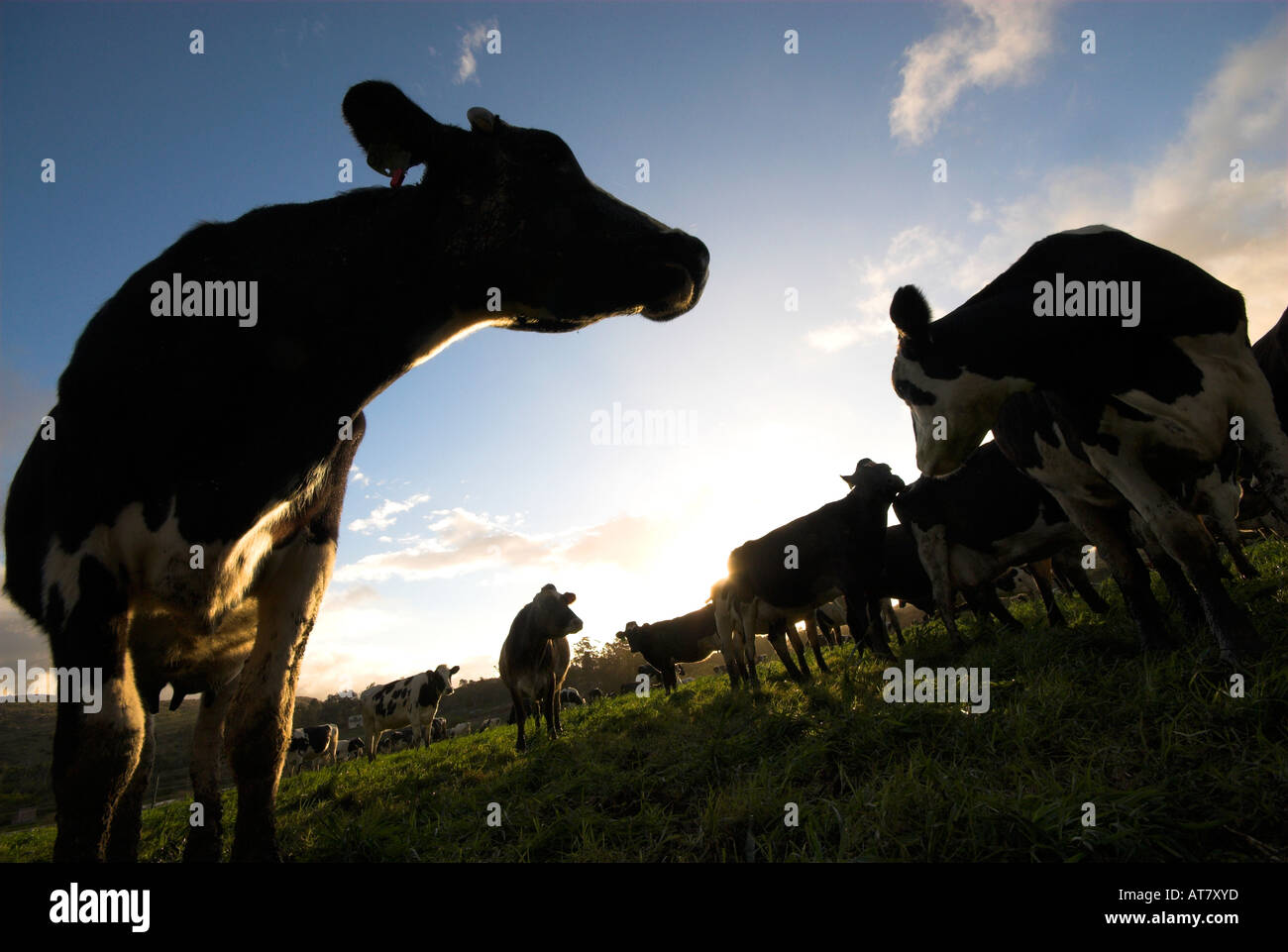 Farming agriculture dairy farming Eastern Cape South Africa Stock Photo Alamy