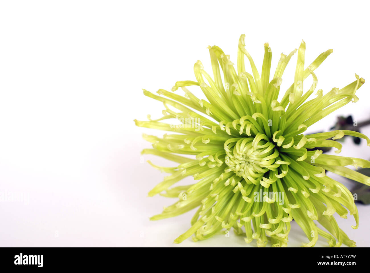 Gardening flowers Cut Out Stock Images & Pictures - Alamy