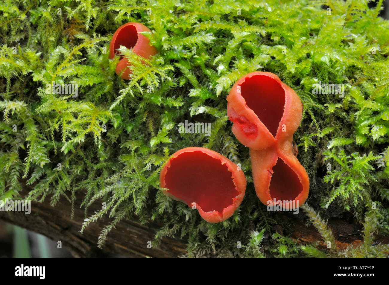 Scarlet Elf Cup Fungi Sarcoscypha coccinea Stock Photo