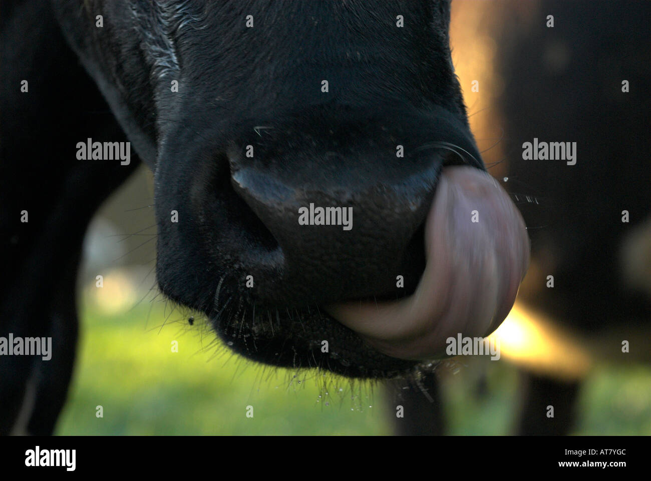Farming agriculture dairy farming Eastern Cape South Africa Stock Photo