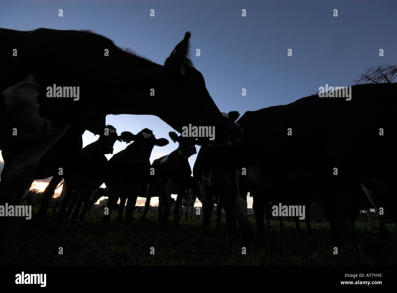 Farming agriculture dairy farming Eastern Cape South Africa Stock Photo Alamy
