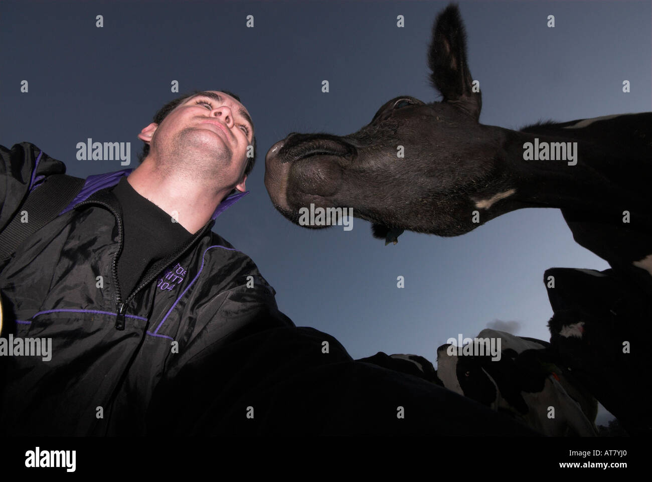 Farming agriculture dairy farming Eastern Cape South Africa Stock Photo Alamy