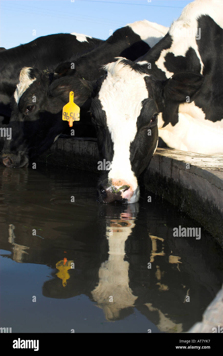 Farming agriculture dairy farming Eastern Cape South Africa Stock Photo