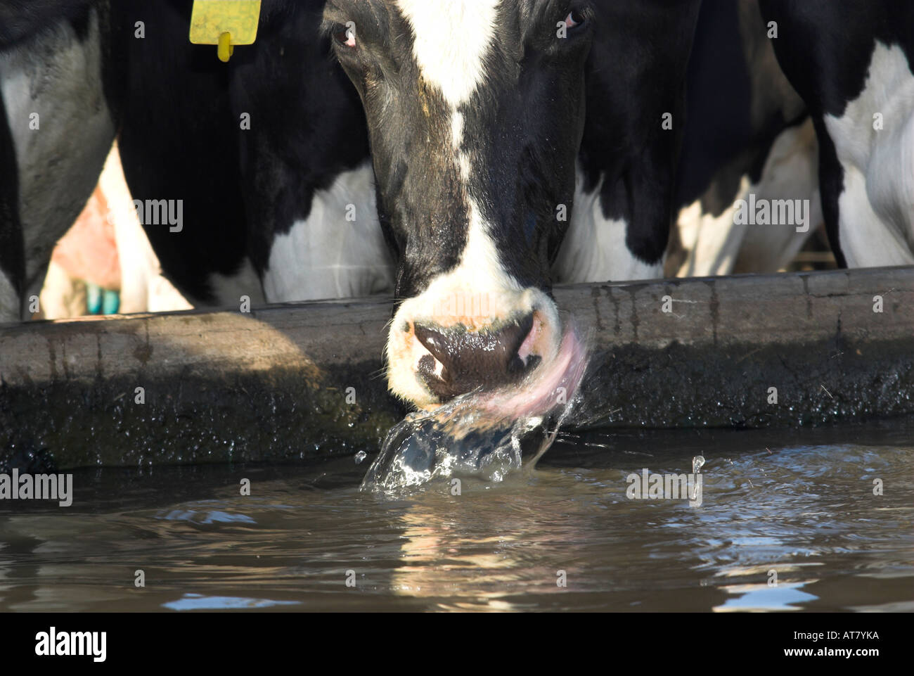 Farming agriculture dairy farming Eastern Cape South Africa Stock Photo