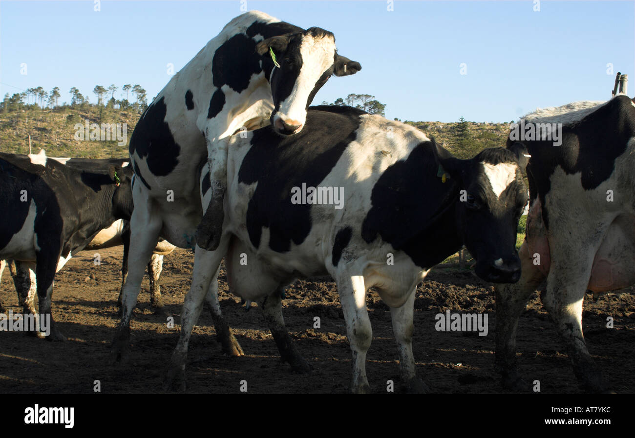 Farming agriculture dairy farming Eastern Cape South Africa Stock Photo -  Alamy