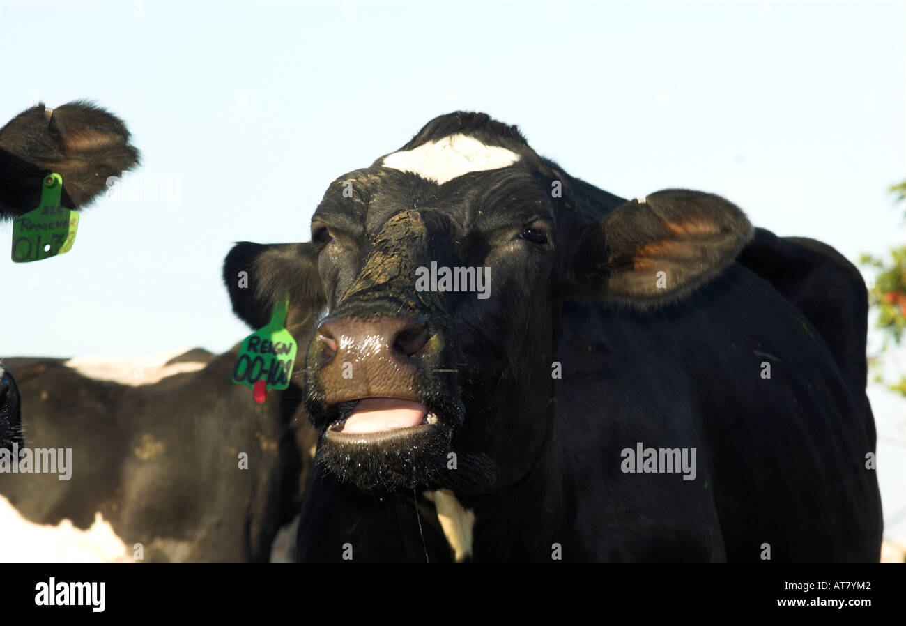 Farming agriculture dairy farming Eastern Cape South Africa Stock Photo