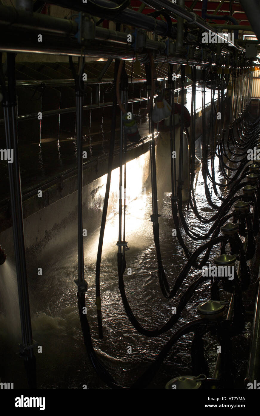 Farming agriculture dairy farming Eastern Cape South Africa Stock Photo