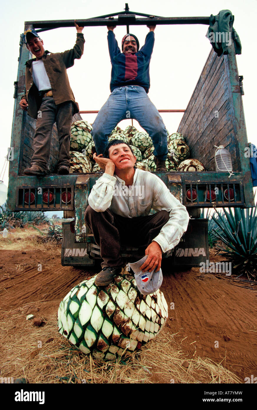 Agave field worker hi-res stock photography and images - Alamy