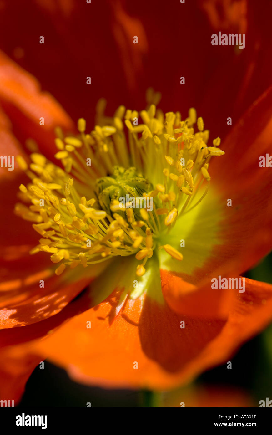 Papaver,Poppy, Cottage garden flowering plant Stock Photo