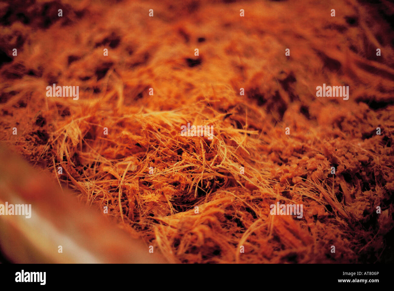 Cooked agave hires stock photography and images Alamy