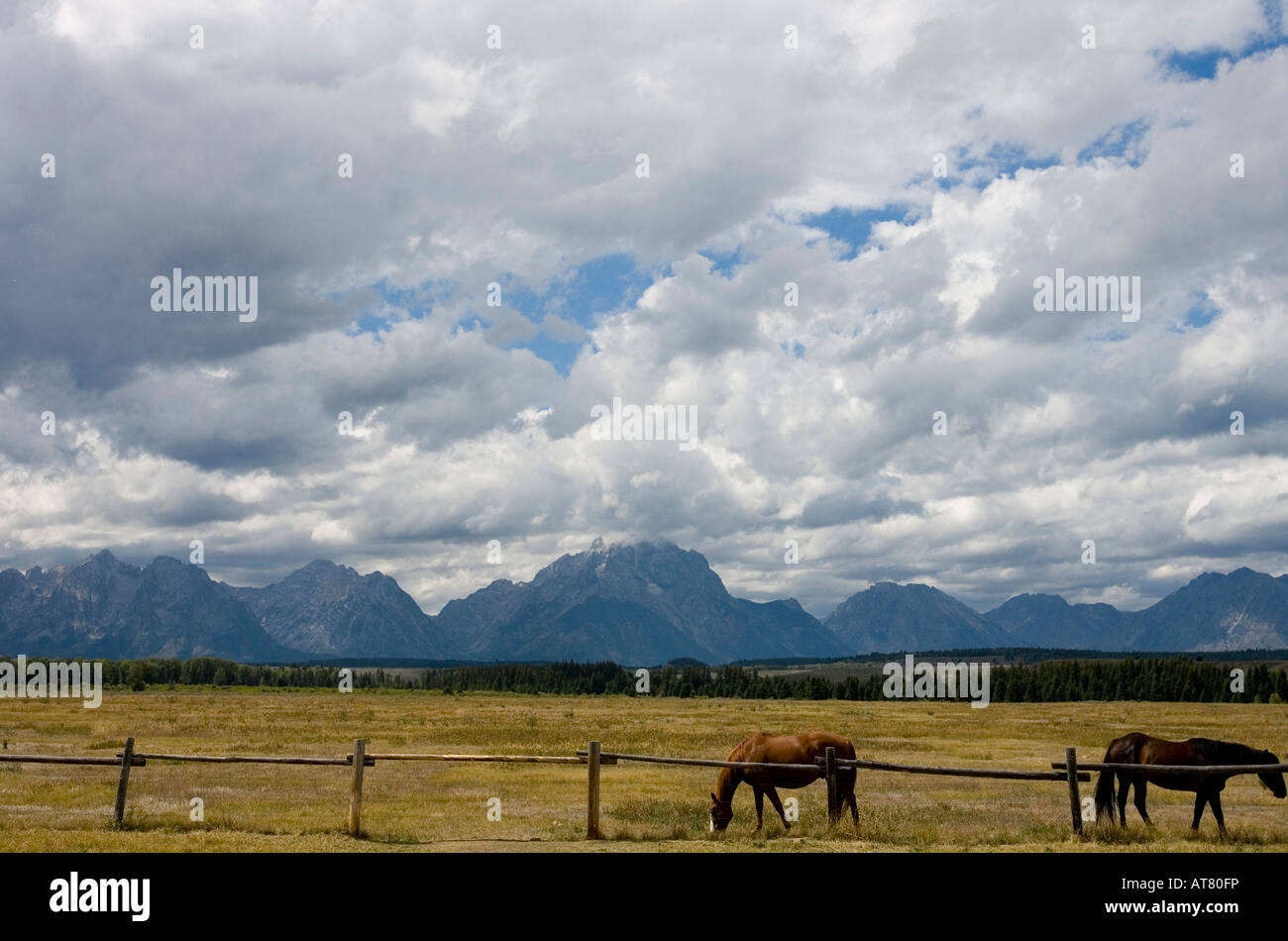Horses graze in a field with the Teton Mountains in Grand Teton National Park, Wyoming  USA in the background. Stock Photo