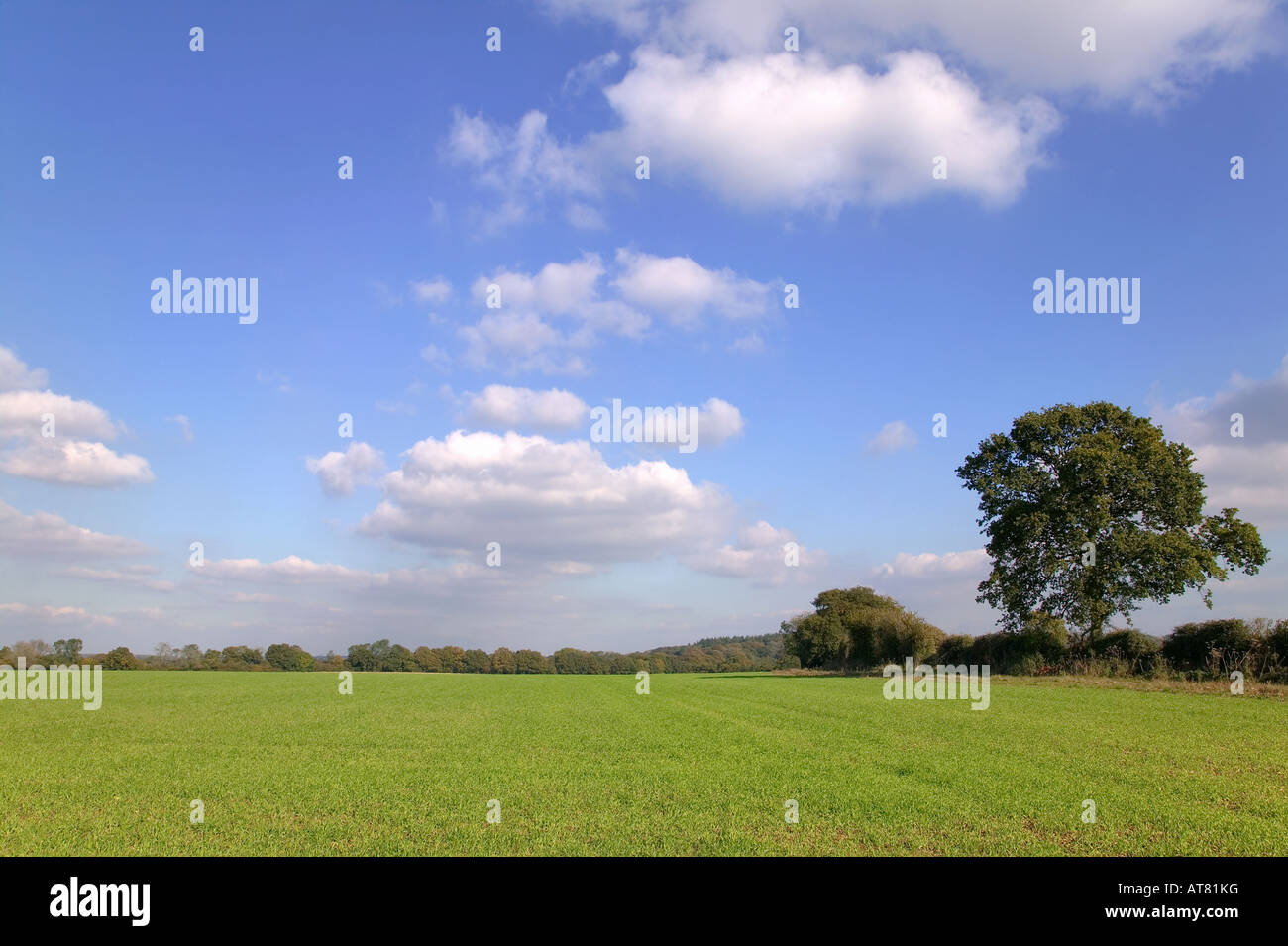 Green field landscape under blue cloudy sky on a sunny day Stock Photo