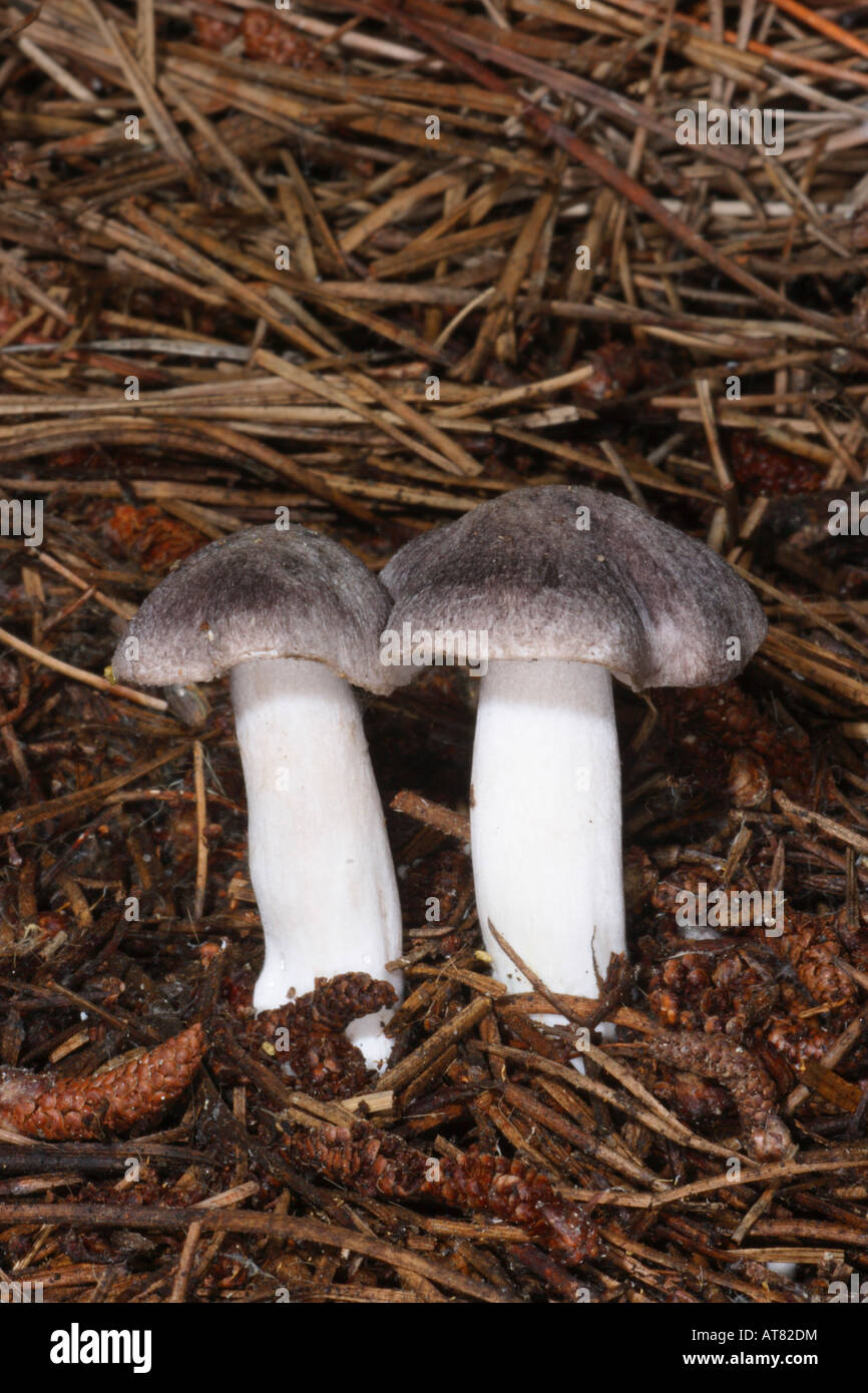 Grey Agaric Mushrooms, Tricholoma terreum Stock Photo