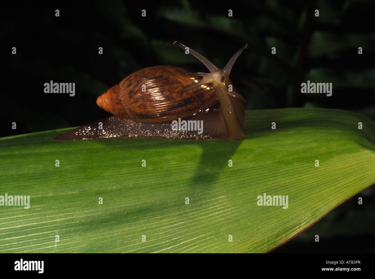Predatory alien snail carnivorous euglandina rosea Stock Photo