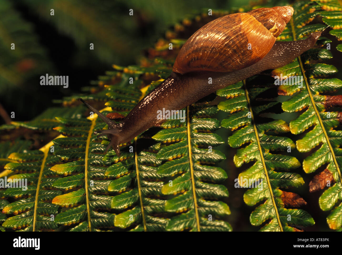 Predatory alien snail carnivorous euglandina rosea Stock Photo
