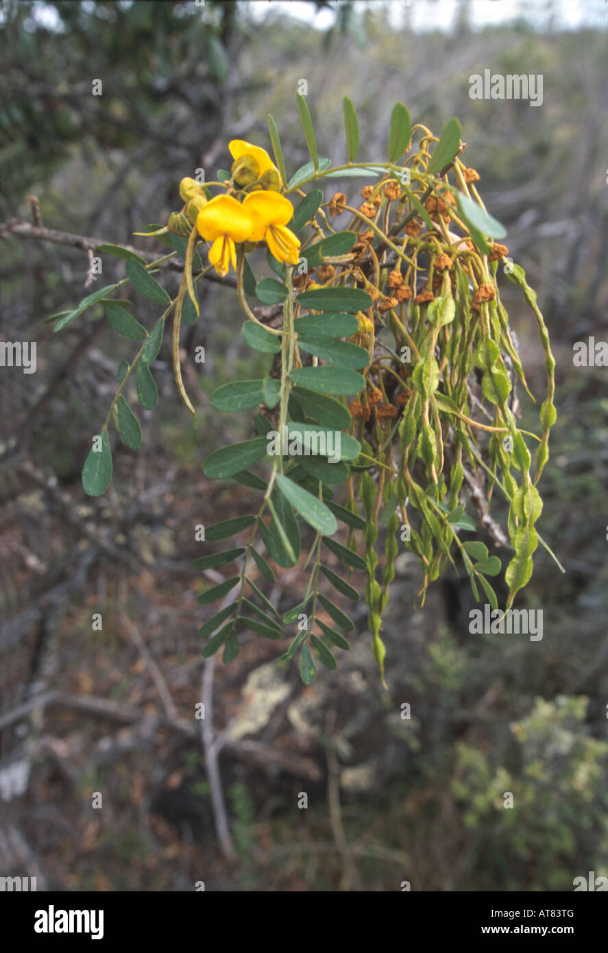 Mamane tree with flowers with seed pods. Sophora chrysophylla Stock Photo