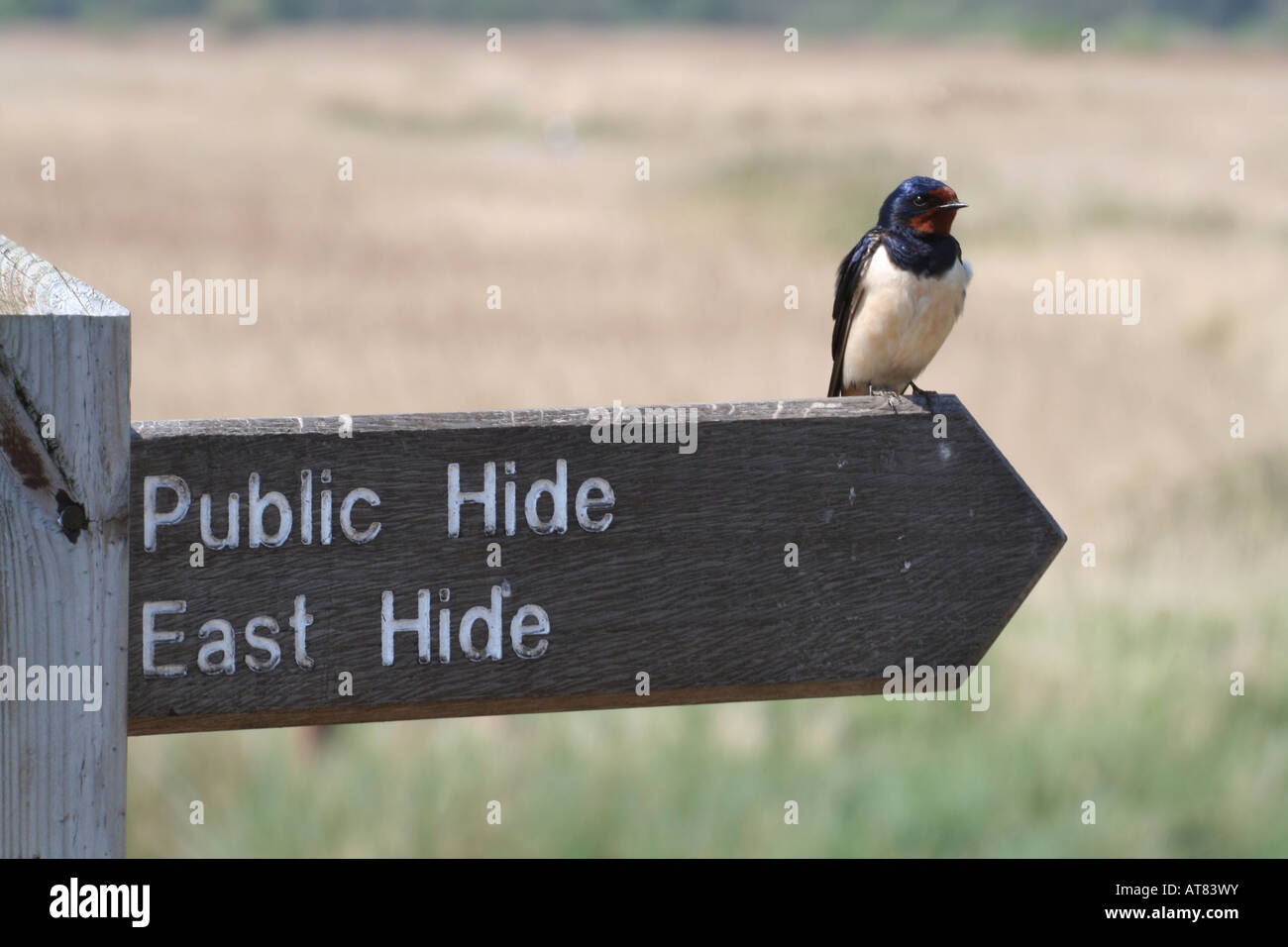Male Swallow perched on directional sign to Bird Hides on a nature reserve Stock Photo