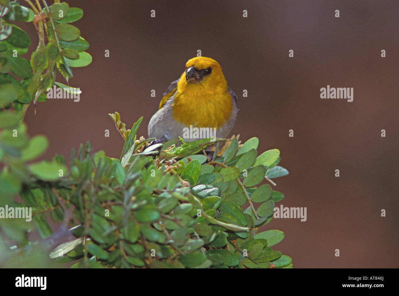 Endangered palila in mamane tree, (loxioides bailleui). These birds are
