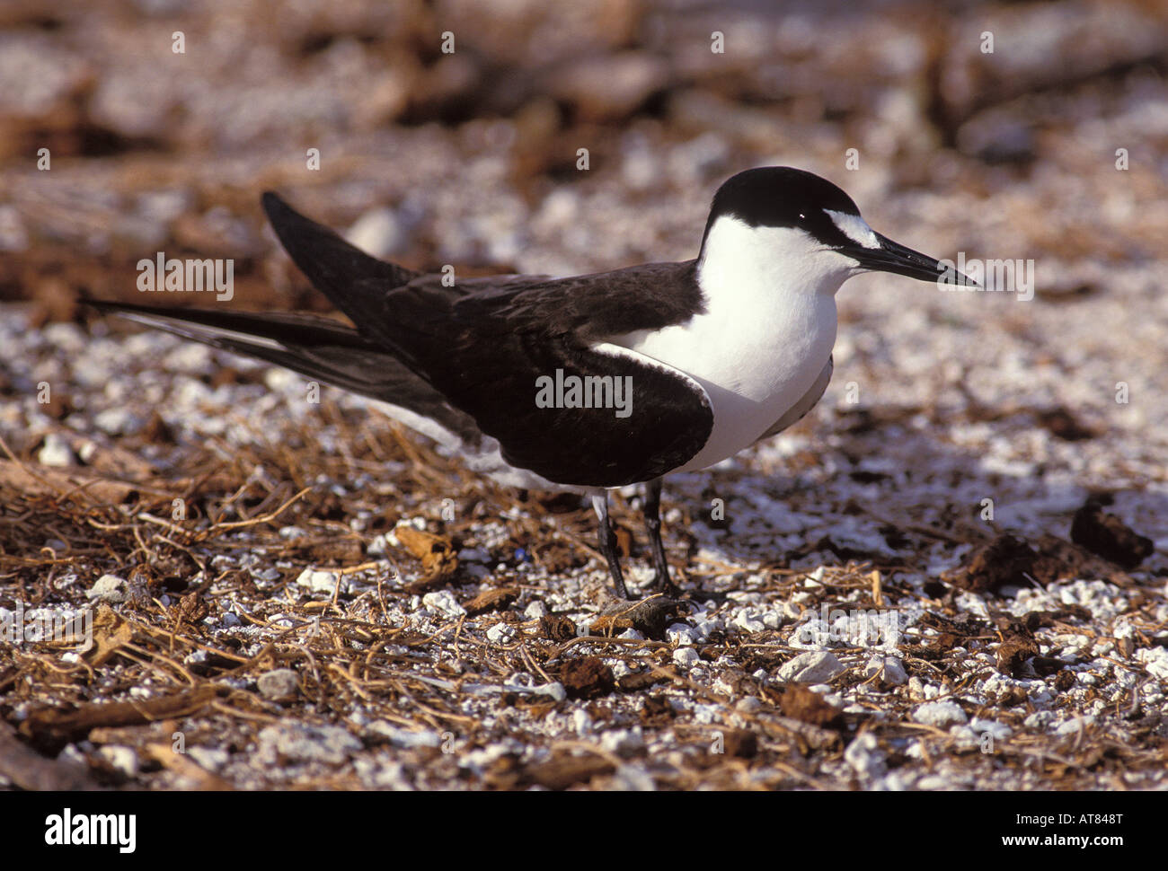Ewa ewa sooty tern hires stock photography and images Alamy