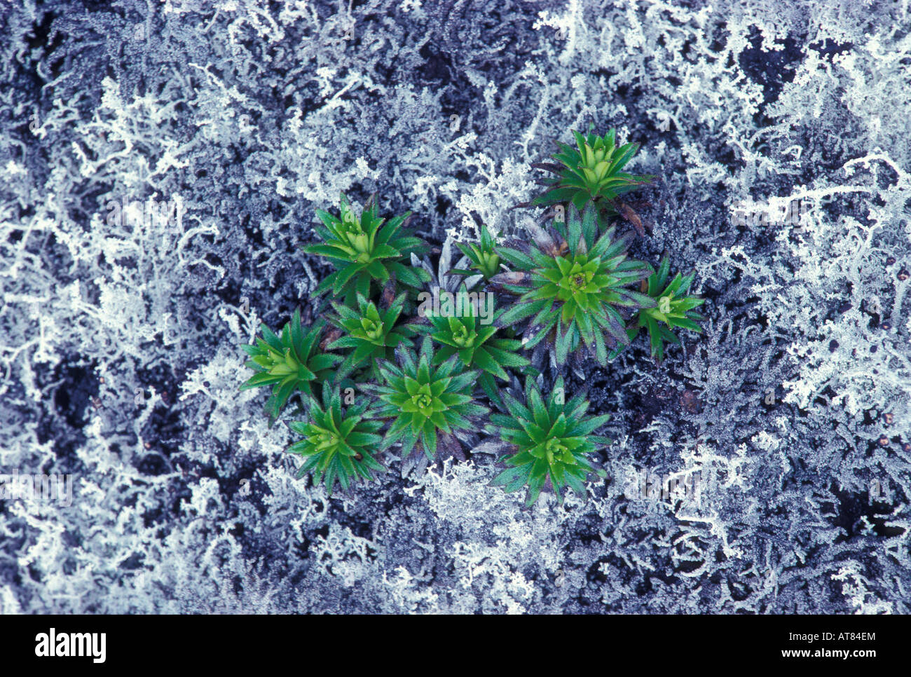 The dubautia or na ena e on lichen covered lava. Stock Photo